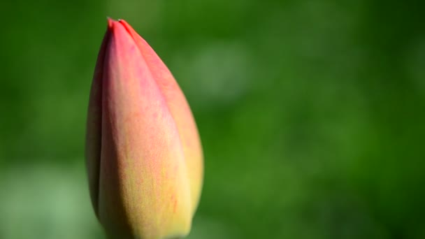 Tulips Spring — Stock Video