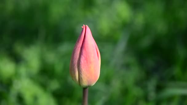 Тюльпаны Весной — стоковое видео