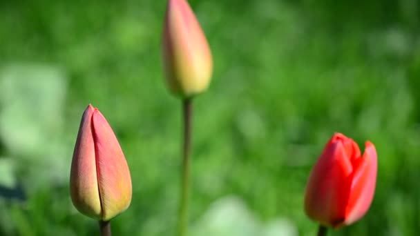 Тюльпаны Весной — стоковое видео