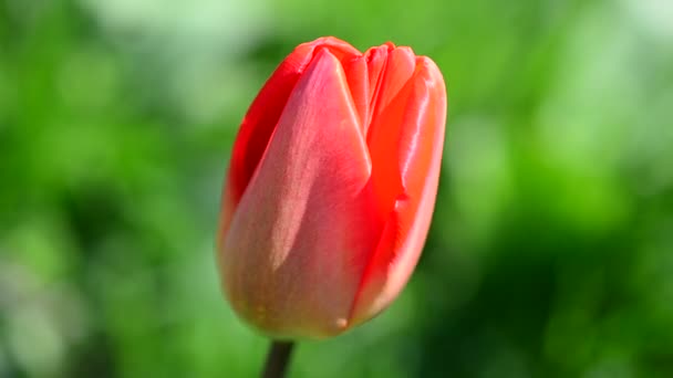 Tulipanes Primavera — Vídeo de stock