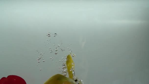 Лепестки Тюльпанов Падают Воду Фон Медленное Движение — стоковое видео