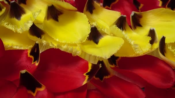 Pozadí Okvětních Lístků Tulipánů — Stock video