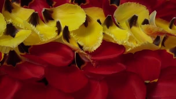 Fondo Pétalos Tulipanes — Vídeos de Stock