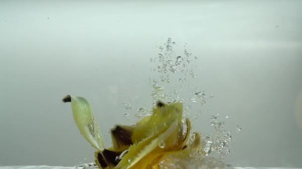 Petali Tulipani Cadono Acqua Contesto Rallentatore — Video Stock