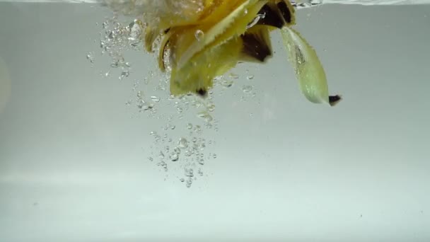 Petali Tulipani Cadono Acqua Contesto Rallentatore — Video Stock