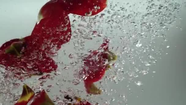 Bloemblaadjes Van Tulpen Vallen Water Achtergrond Langzame Beweging — Stockvideo