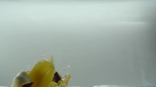 郁金香花瓣落在水里 慢动作 — 图库视频影像