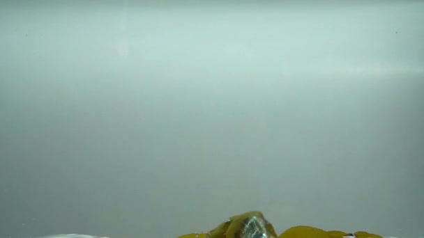 튤립의 은물에 떨어집니다 그라운드 — 비디오