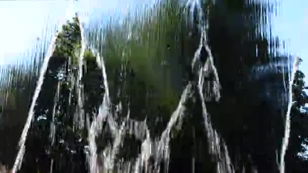 Arbres Travers Eau Été Arbres Travers Eau Été — Video