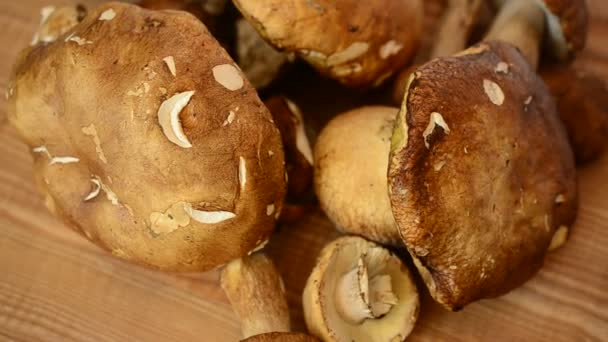 Boletus Edulis Грибы Стрельба Лесными Грибами — стоковое видео