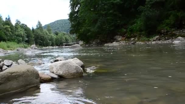 Strzał Górskiej Rzeki Lesie Kamienie Woda — Wideo stockowe