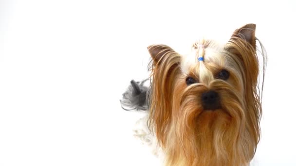 Yorkshirský Teriér Bílém Pozadí Pes Střelba Psa — Stock video