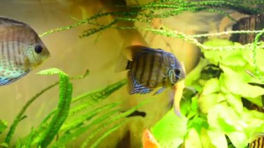 Akvaryumda balıklar. Su altı dünyasının çekim gücü.