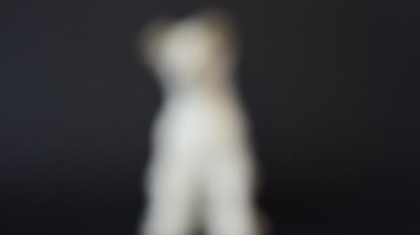 Bir köpek figürünün vurulması. Bir heykelciğin çekimine.