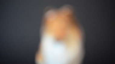 İskoç çoban köpeği vurmak. Bir heykelciğin çekimine.