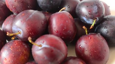 Erik filizleri, makro. Eriklerin filizlenmesi.