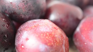 Beyaz arka planda erik avlamak. Eriklerin filizlenmesi.