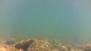 Nehirdeki sualtı dünyası. Dağ nehrinin sualtında çekilmesi.