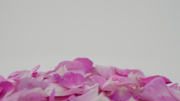 Tea Rose White Background Shooting Movement — Stock Video