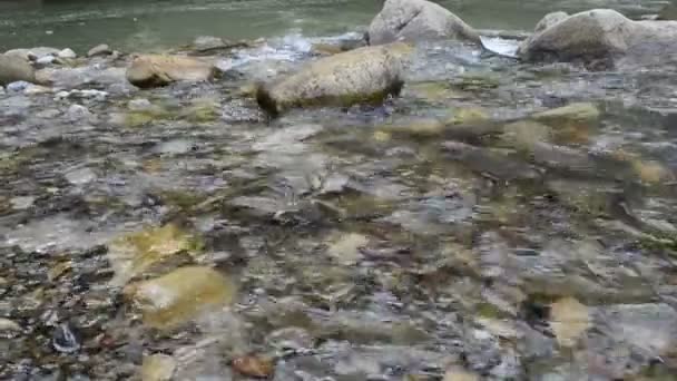 Courant Dans Rivière Montagne Rivière Montagne — Video