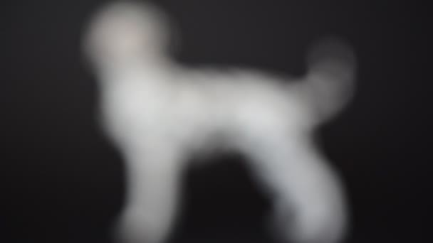 Erschießung Des Hundes Eines Dalmatiners Schießen Auf Eine Figur — Stockvideo