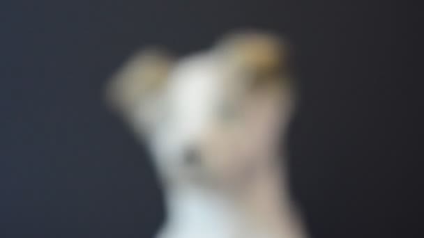 Sparatoria Una Statuetta Cane Sparatoria Una Statuetta — Video Stock