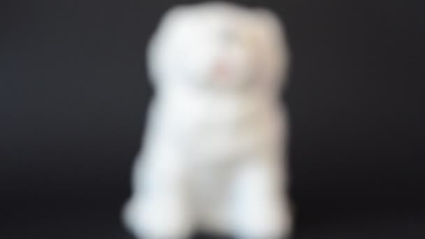 Sparatoria Bulldog Sparatoria Una Statuetta — Video Stock