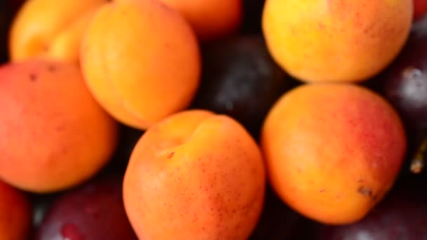 Abricots Prunes Fruits Prise Vue Des Fruits — Video