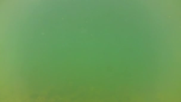 川の水中世界 水の下の山の川の撮影 — ストック動画