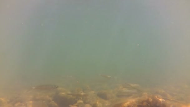 Shooting Mountain River Water Underwater World River — Stock Video