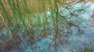 Orman gölündeki ağaç yansıması. İlkbaharda çekim.
