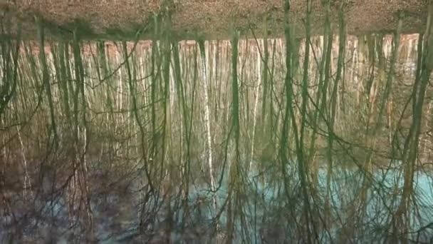 Trädreflektion Skogssjön Fotografering Våren — Stockvideo