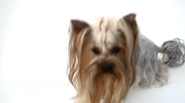 Beyaz arka planda Yorkshire Teriyeri, bir köpek. Bir köpeği vurmak..