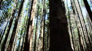 Ormandaki çam ağaçları. Yazın çekim, turizm.