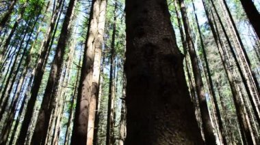Ormandaki çam ağaçları. Yazın çekim, turizm.