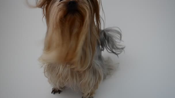 Yorkshire Terrier Auf Weißem Hintergrund Ein Hund Erschießen Eines Hundes — Stockvideo