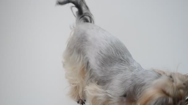 Yorkshire Terrier Auf Weißem Hintergrund Ein Hund Erschießen Eines Hundes — Stockvideo