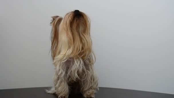 Yorkshire Terrier Auf Weißem Hintergrund Ein Hund Erschießen Eines Hundes — Stockvideo