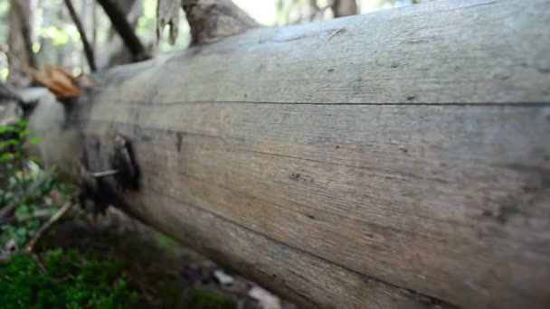 Φορτηγό Χωρίς Φλοιό Κορμός Πεύκου — Αρχείο Βίντεο