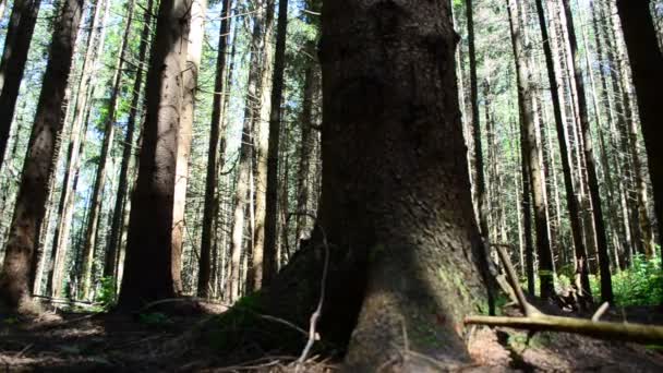 Troncos Pinos Bosque Tiro Verano Turismo — Vídeo de stock