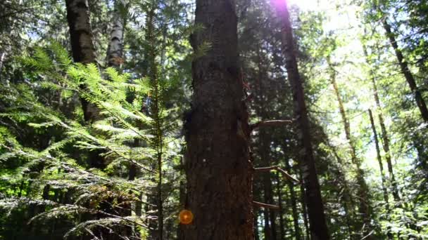 Troncos Pinos Bosque Tiro Verano Turismo — Vídeos de Stock