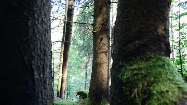 森の中の松の幹 夏の撮影 — ストック動画