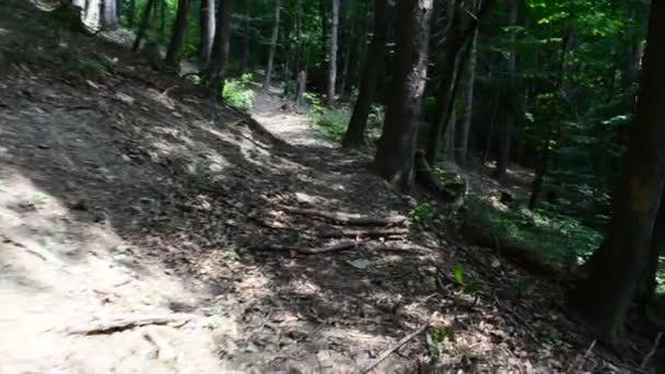 Movimiento Madera Disparos Bosque — Vídeos de Stock