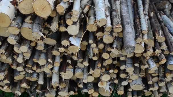 Strzelanie Drewna Opał Drewno Opałowe Ogrodzie — Wideo stockowe