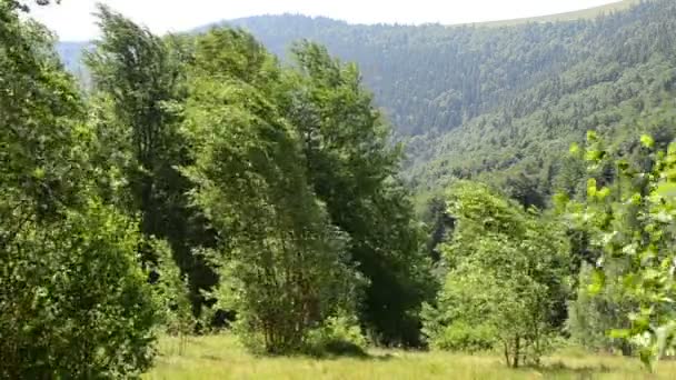 夏天的高山 树和山 — 图库视频影像