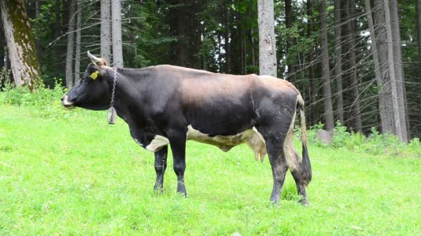 Mucche Erba Montagna Mucche Sui Pascoli Montagna — Video Stock