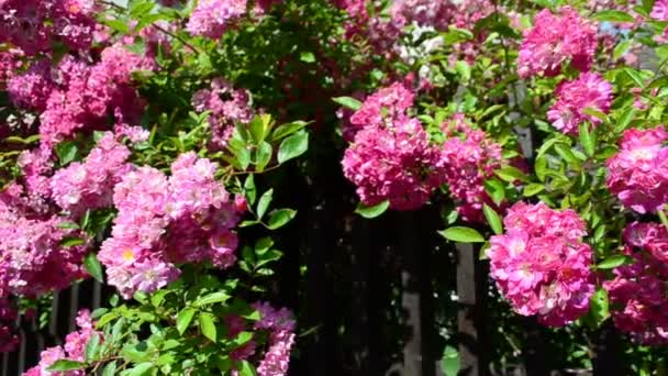 Розы Заборе Интерьер Дома Стрельба Летом Цветы — стоковое видео