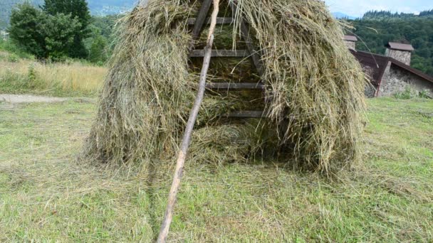 山の中で待て 牧草地で待って — ストック動画