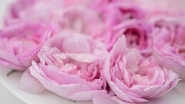 Beyaz arka planda çay gülü. Harekette çekim.