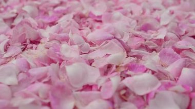 Gül yapraklarının arka planı. Harekette çekim.